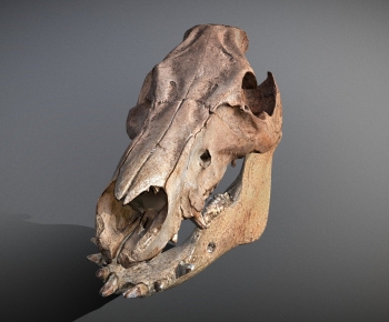 Modern Animal-ID:563371271