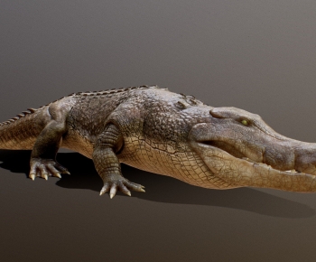 Modern Reptile-ID:767105104