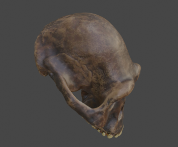 Modern Animal-ID:775228027