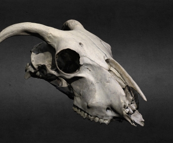 Modern Animal-ID:176193952