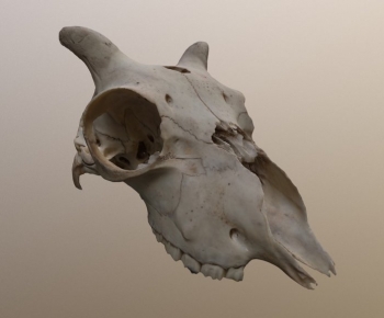 Modern Animal-ID:764269872