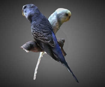 Modern Flying Animals-ID:710454947