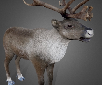 Modern Mammal-ID:232705124