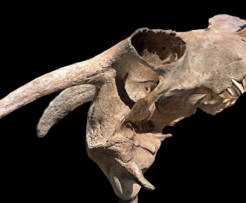 Modern Animal-ID:122749888