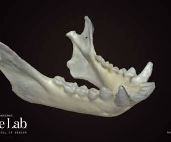 Modern Animal-ID:117718944