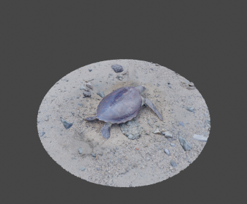 Modern Aquatic Animals-ID:544632912