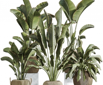 Modern Ground Green Plant Potted Plants-ID:981643927