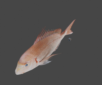 Modern Aquatic Animals-ID:280203107