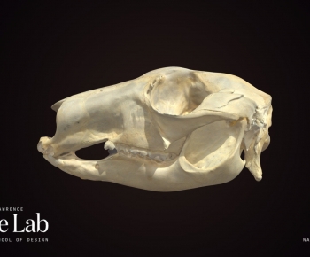 Modern Animal-ID:105249933