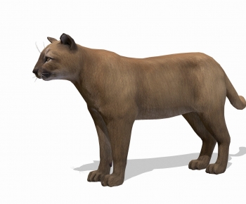 Modern Animal Cat-ID:785655984