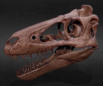 Modern Animal-ID:410892011