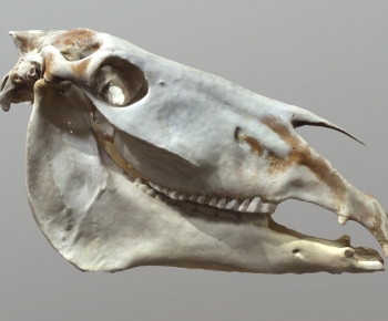 Modern Animal-ID:227139951