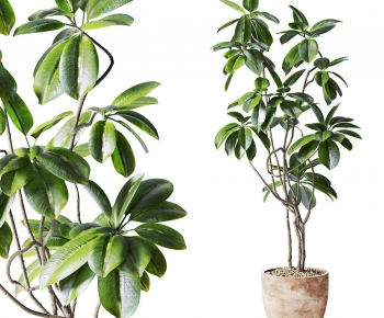 Modern Ground Green Plant Potted Plants-ID:555188896