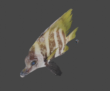 Modern Aquatic Animals-ID:113545892