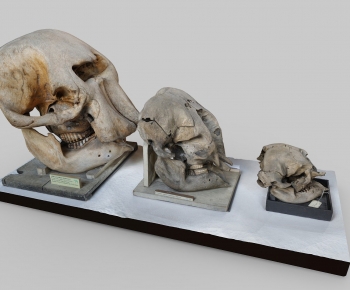 Modern Animal-ID:200600669