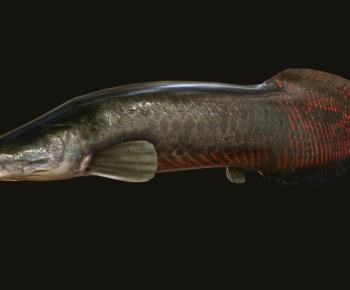 Modern Aquatic Animals-ID:635406028