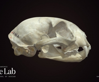 Modern Animal-ID:114873892