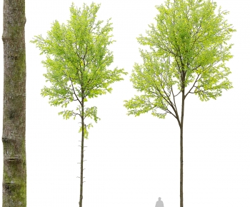 Modern Tree-ID:395365004