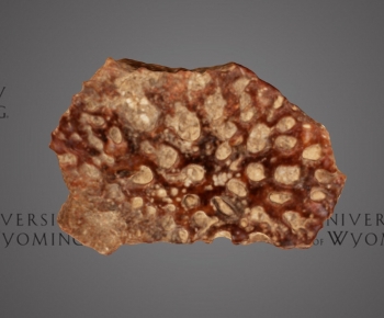 Modern Animal-ID:936753035