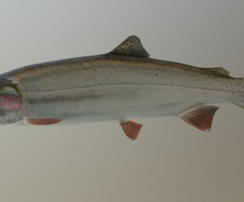 Modern Aquatic Product-ID:688853989