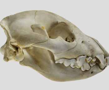 Modern Animal-ID:982670076