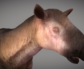 Modern Mammal-ID:506865982