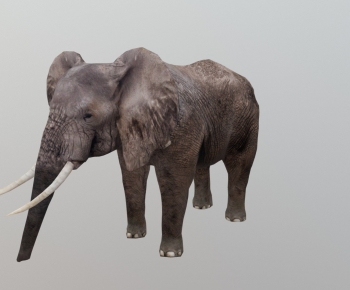 Modern Mammal-ID:570518979