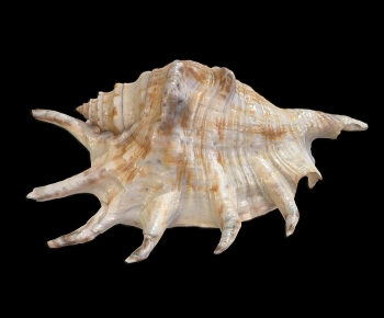 Modern Aquatic Animals-ID:397075897