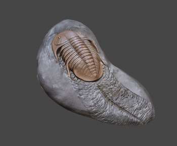 Modern Other-ID:813002114