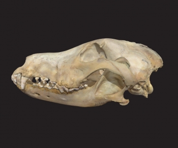 Modern Animal-ID:716875089