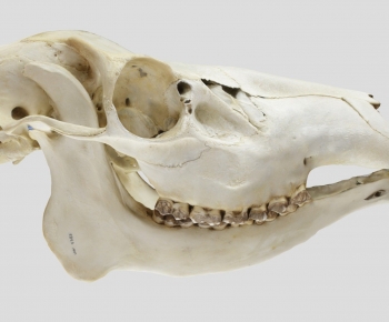 Modern Animal-ID:565790892