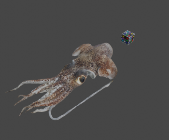 Modern Aquatic Animals-ID:994712111