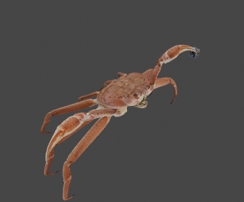 Modern Aquatic Animals-ID:692636015