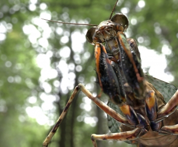 Modern Flying Animals-ID:444979915