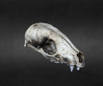 Modern Animal-ID:908199075