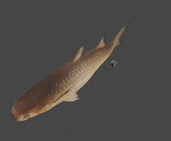 Modern Aquatic Animals-ID:726008899