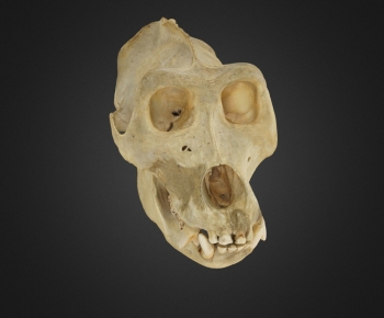 Modern Animal-ID:749047047