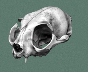 Modern Animal-ID:843970843