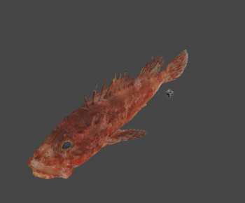 Modern Aquatic Animals-ID:924107074