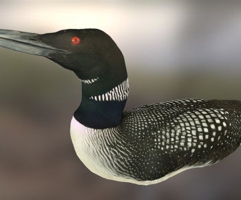 Modern Other Animals-ID:484533075