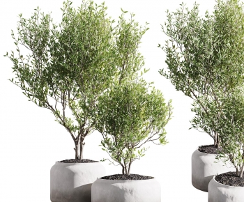 Modern Potted Green Plant-ID:539319049