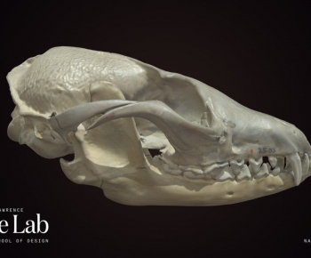 Modern Animal-ID:363287939