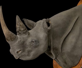 Modern Mammal-ID:311582096