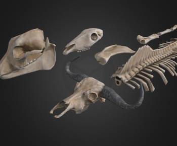 Modern Animal-ID:461925986