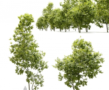 Modern Tree-ID:221878057