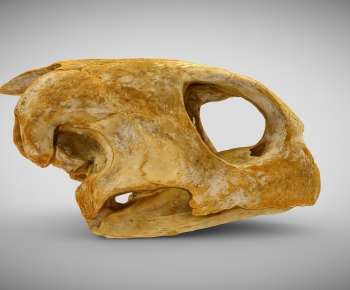 Modern Animal-ID:777632952