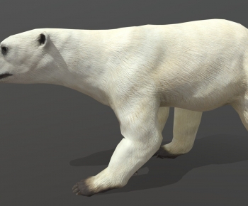 Modern Mammal-ID:897408016