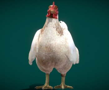 Modern Poultry Animal-ID:638005023