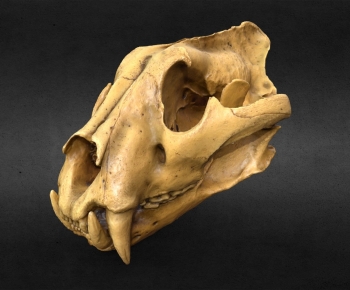 Modern Animal-ID:738301041