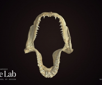 Modern Animal-ID:278930902